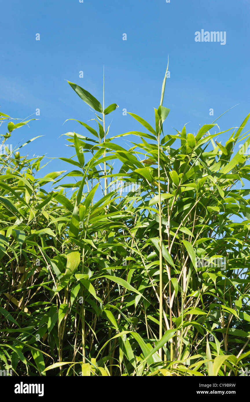 Arrow bamboo (Pseudosasa japonica syn. Arundinaria japonica) Stock Photo