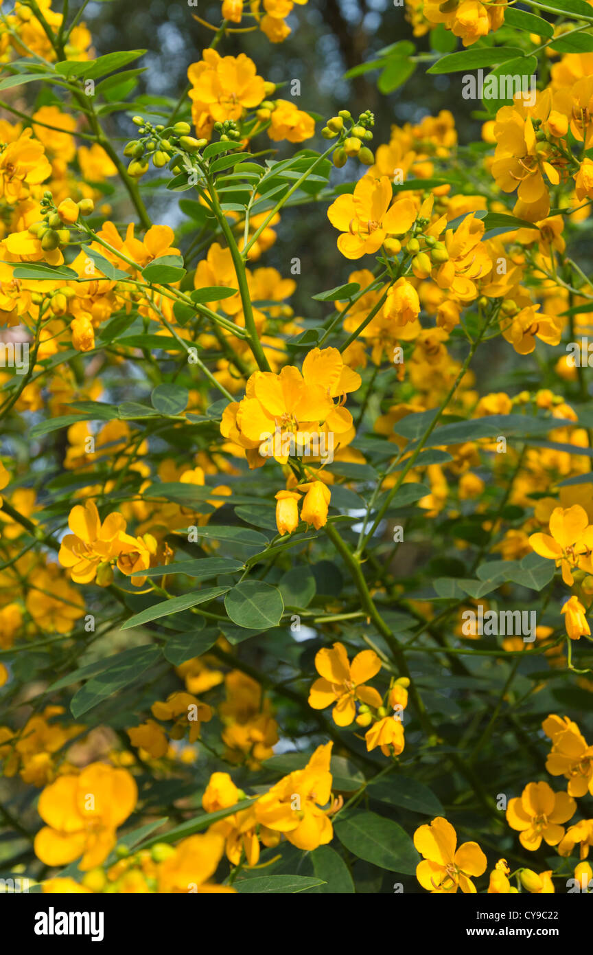 Rambling senna (Senna bicapsularis syn. Cassia emarginata) Stock Photo