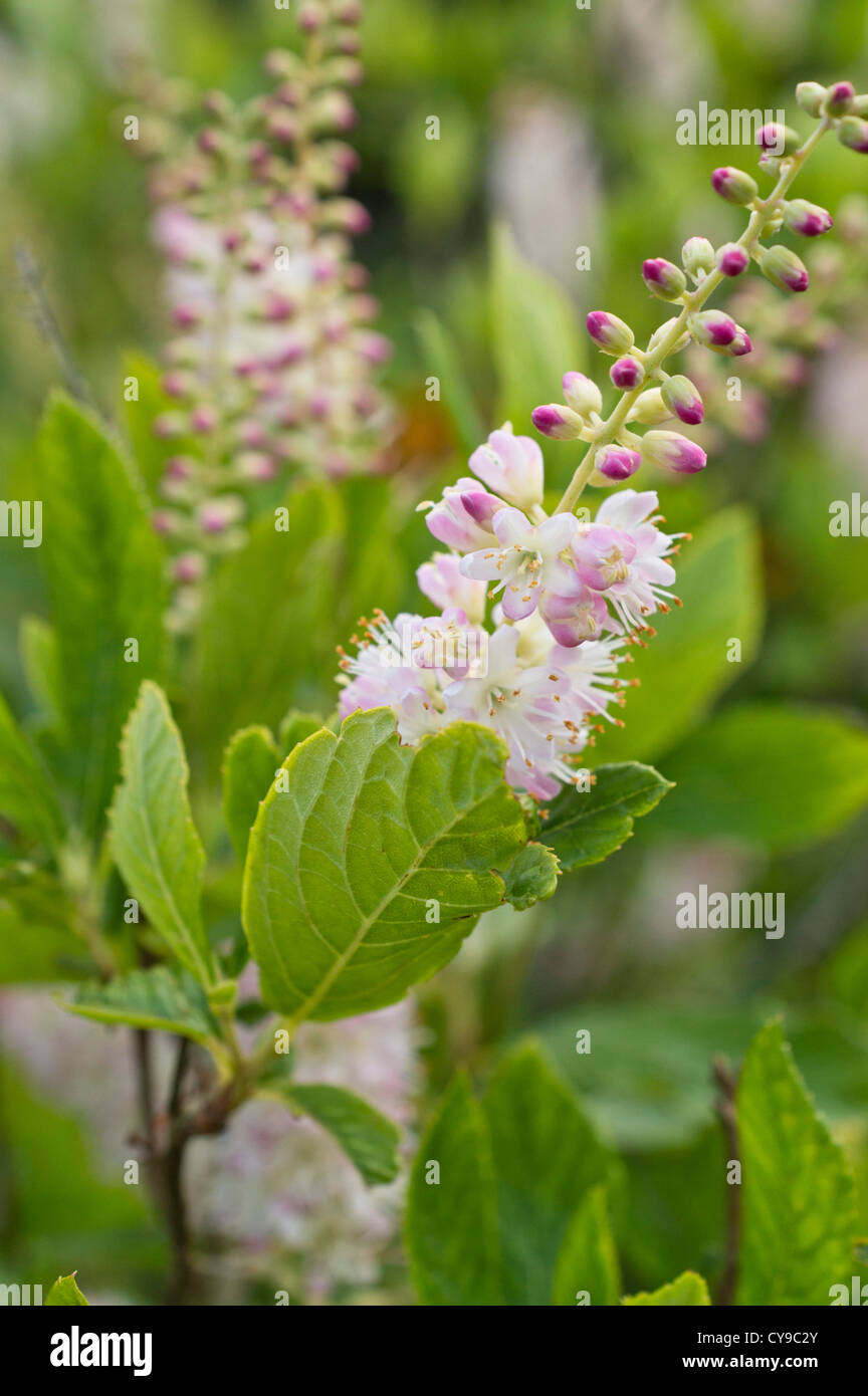 Sweet pepper bush (Clethra alnifolia) Stock Photo