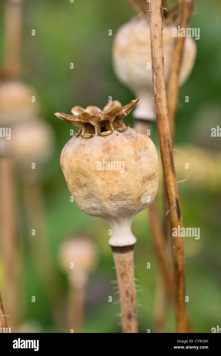 Opium poppy (Papaver somniferum Stock Photo - Alamy