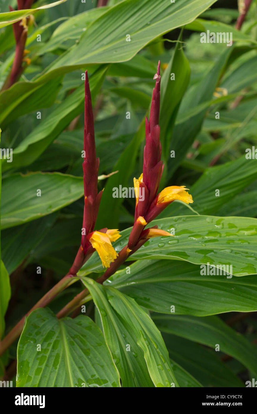 Cautleya gracilis Stock Photo