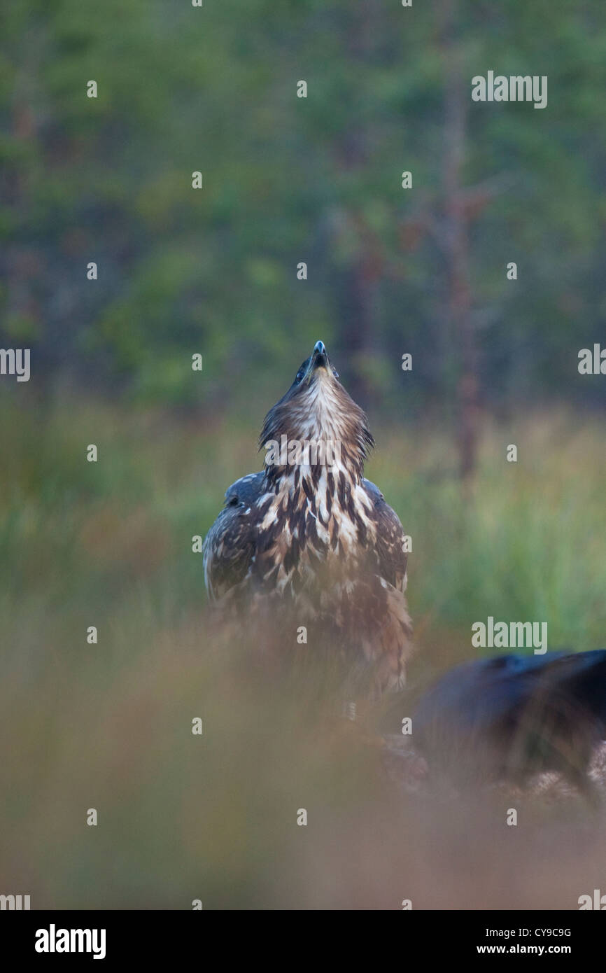 White-tail Eagle (Haliaeetus albicilla). Estonia. Stock Photo