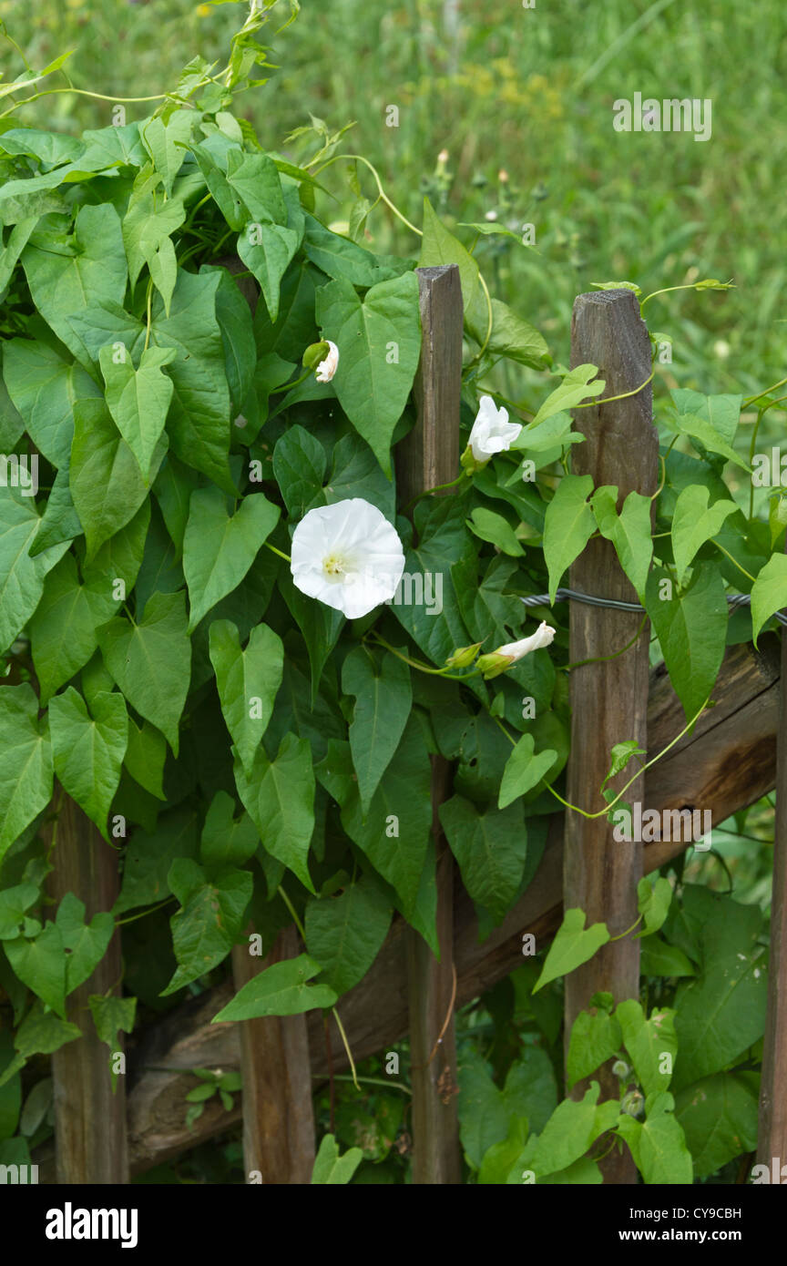 Hedge bindweed (Calystegia sepium syn. Convolvulus sepium) Stock Photo