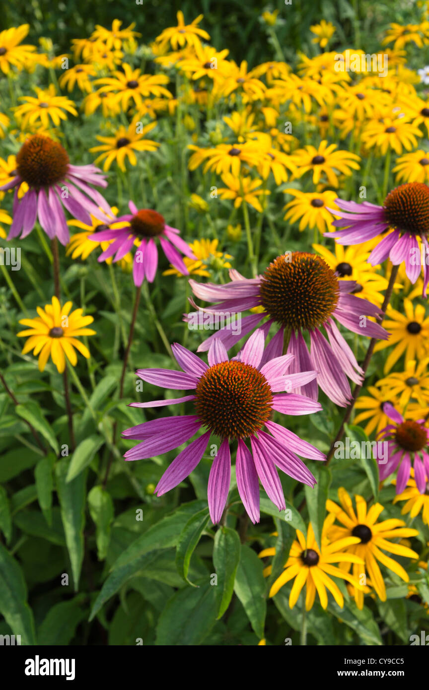 Purple cone flower (Echinacea purpurea 'Magnus') and orange cone flower (Rudbeckia fulgida) Stock Photo