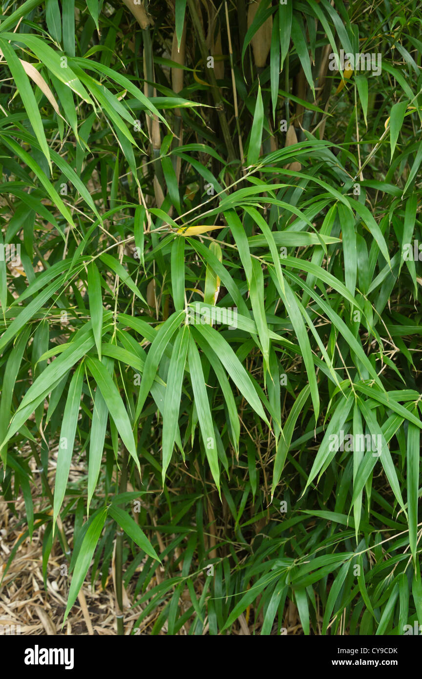 Tonkin cane (Pseudosasa amabilis) Stock Photo