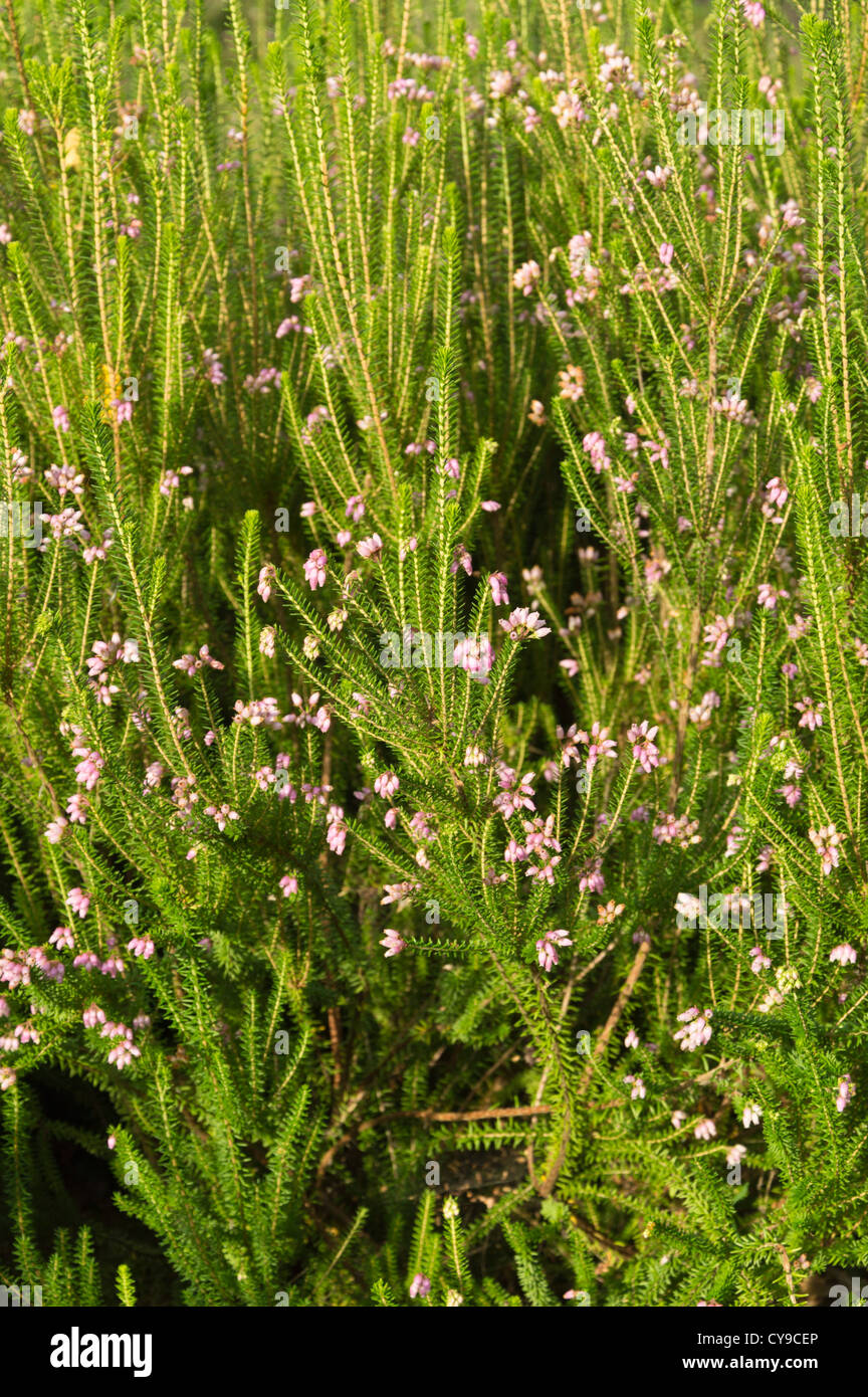 Corsican heath (Erica terminalis) Stock Photo