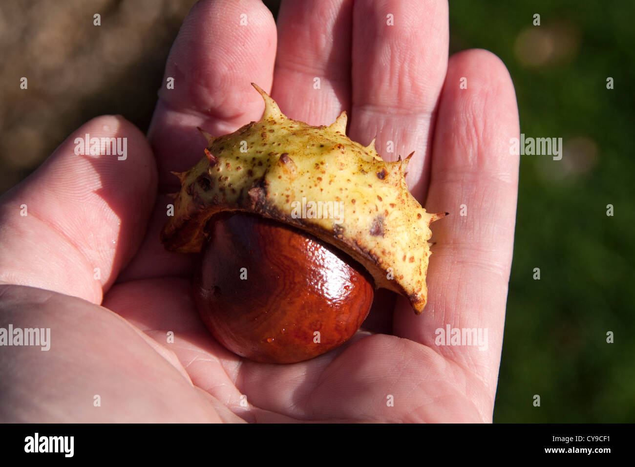 Conker in the Hand Aesculus hippocastanum Stock Photo - Alamy