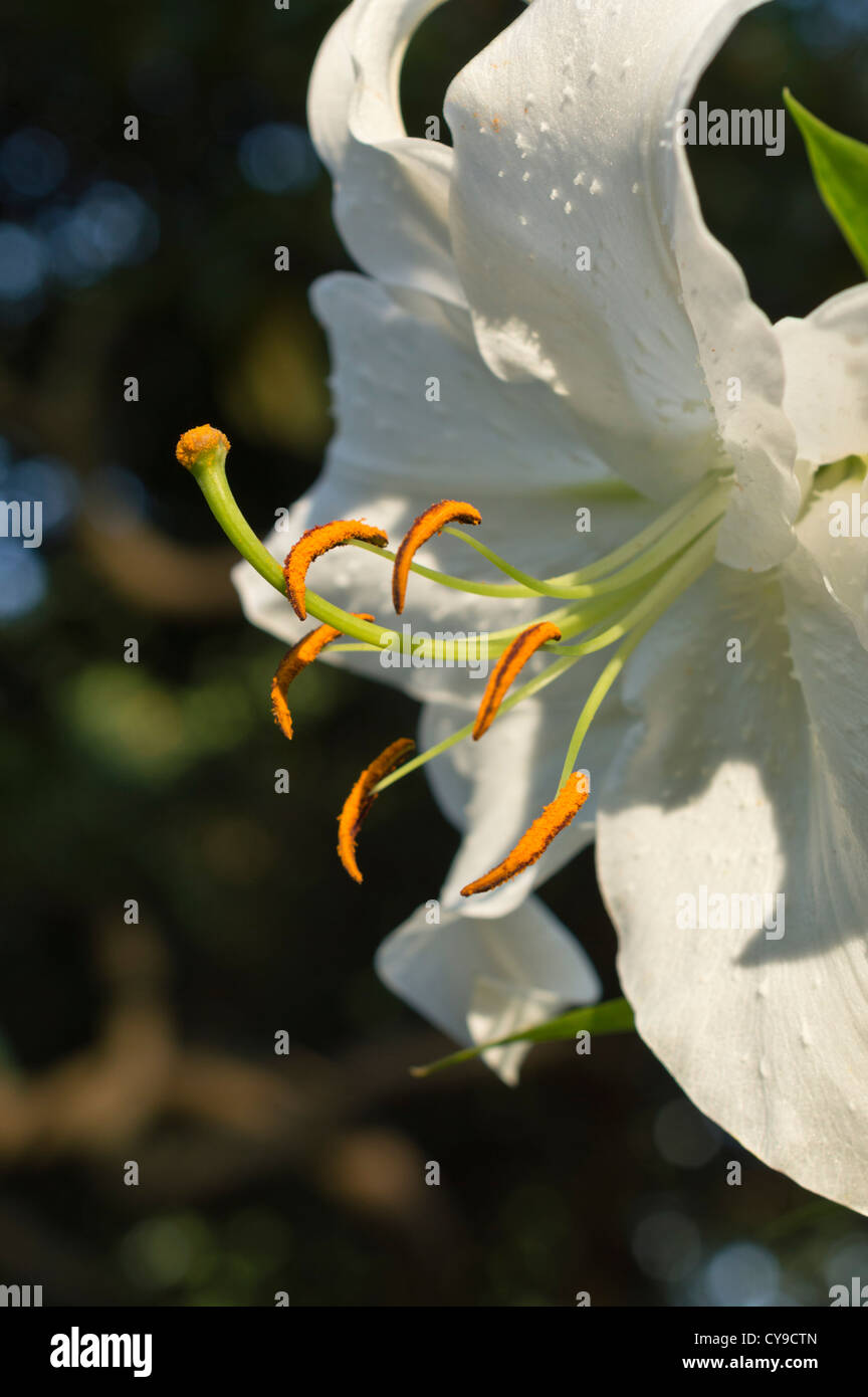 Oriental lily (Lilium speciosum 'Casa Blanca') Stock Photo