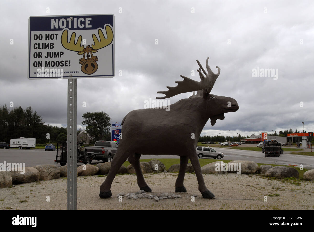 Moose newfoundland hires stock photography and images Alamy