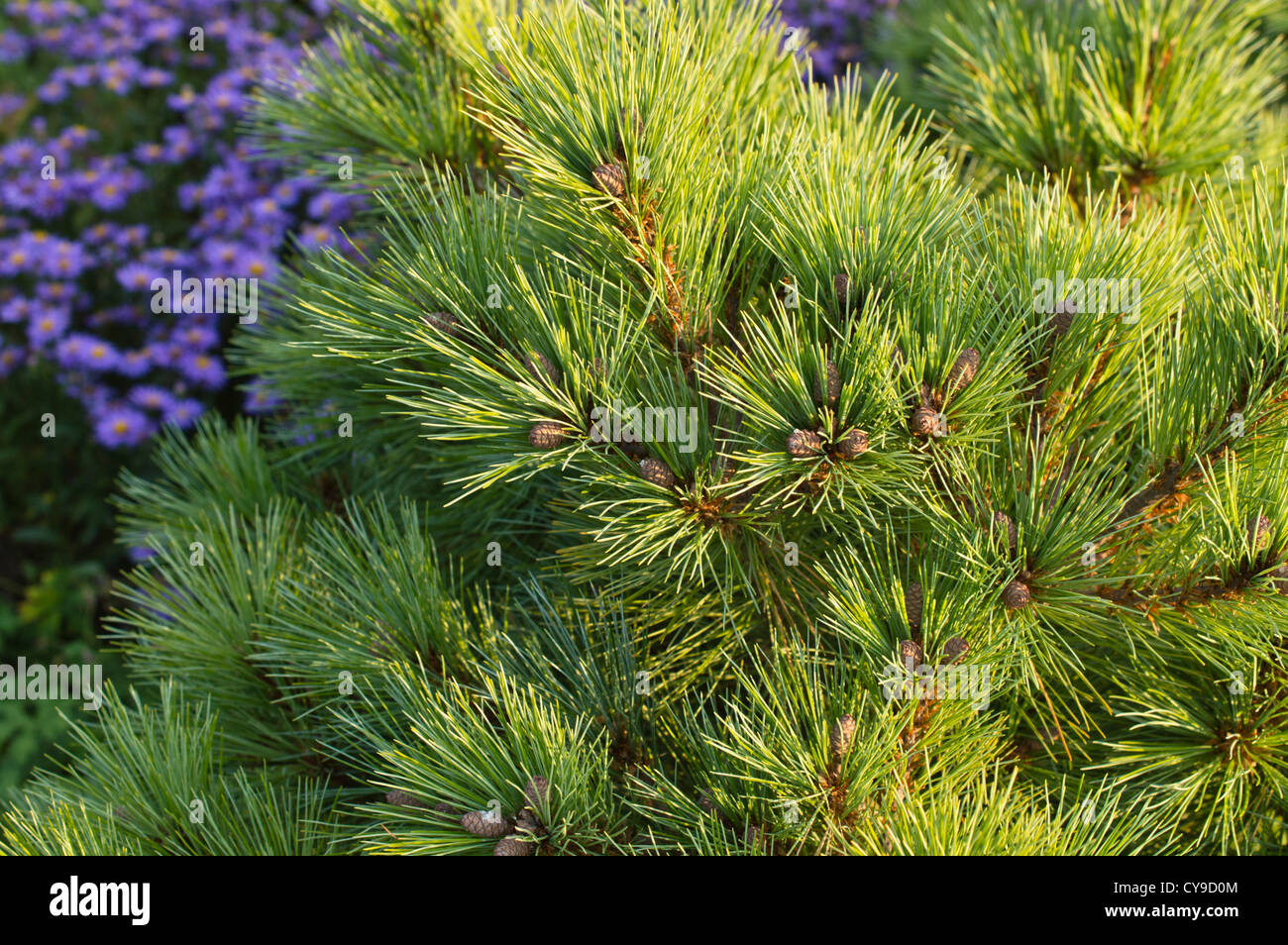 Arolla pine (Pinus cembra 'Nana') Stock Photo