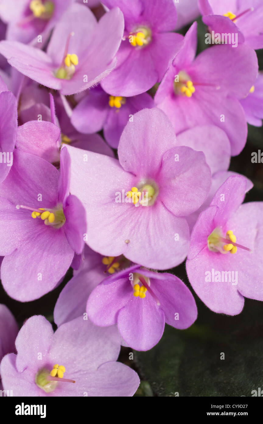 African violet (Saintpaulia ionantha) Stock Photo