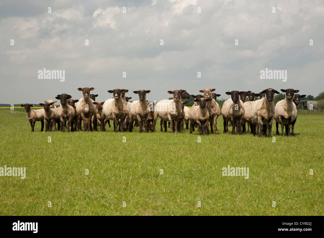 flock of sheep on grazing land, feldberger seenlandschaft, mecklenburgische seenplatte district, mecklenburg-vorpommern, germany Stock Photo