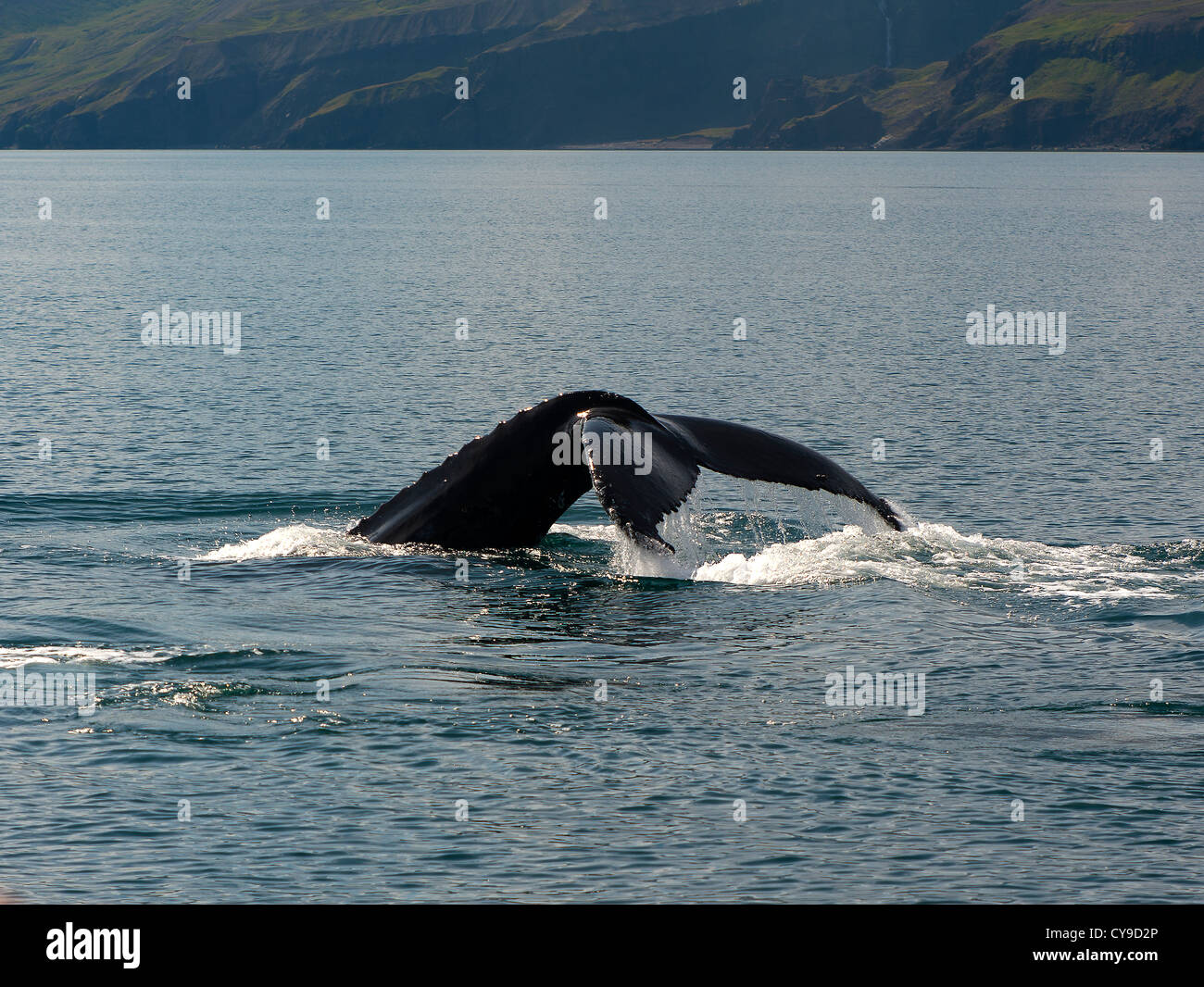 Whale's tail, Husavik Iceland Stock Photo