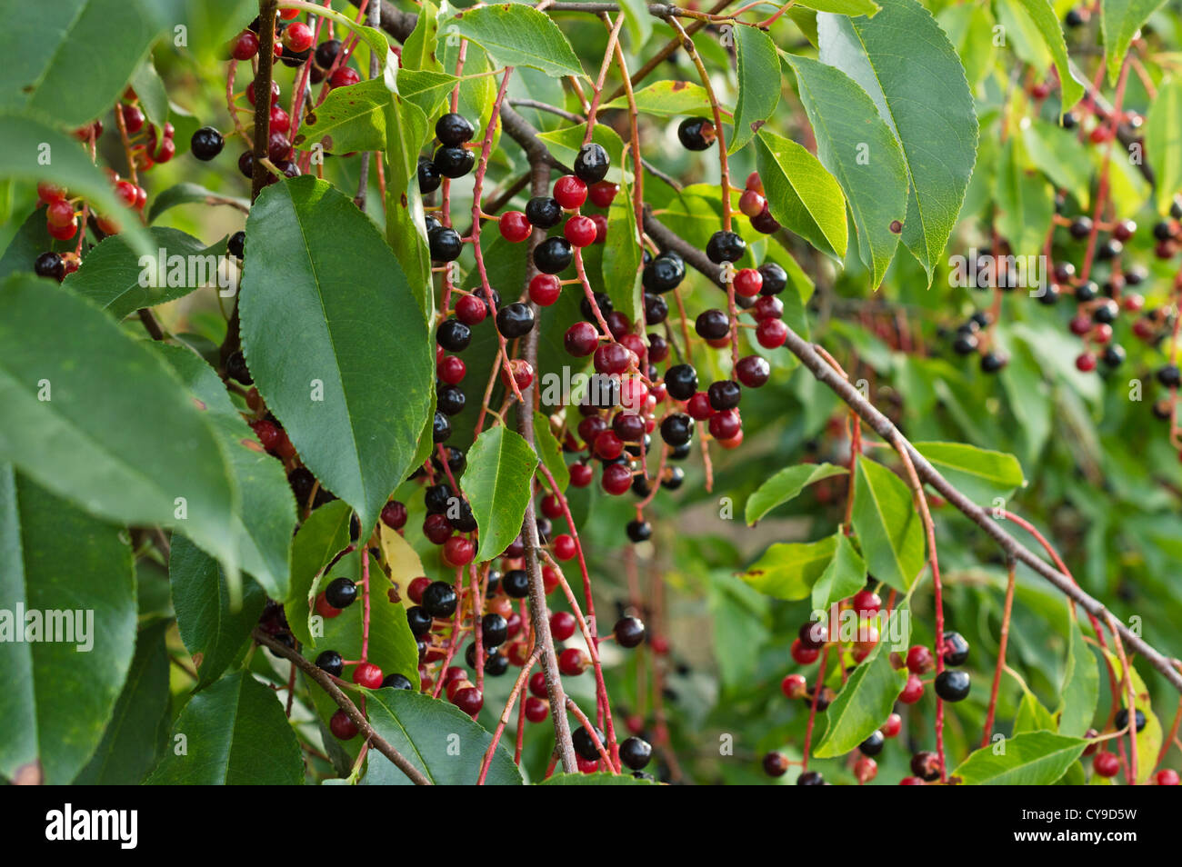 Black cherry (Prunus serotina) Stock Photo