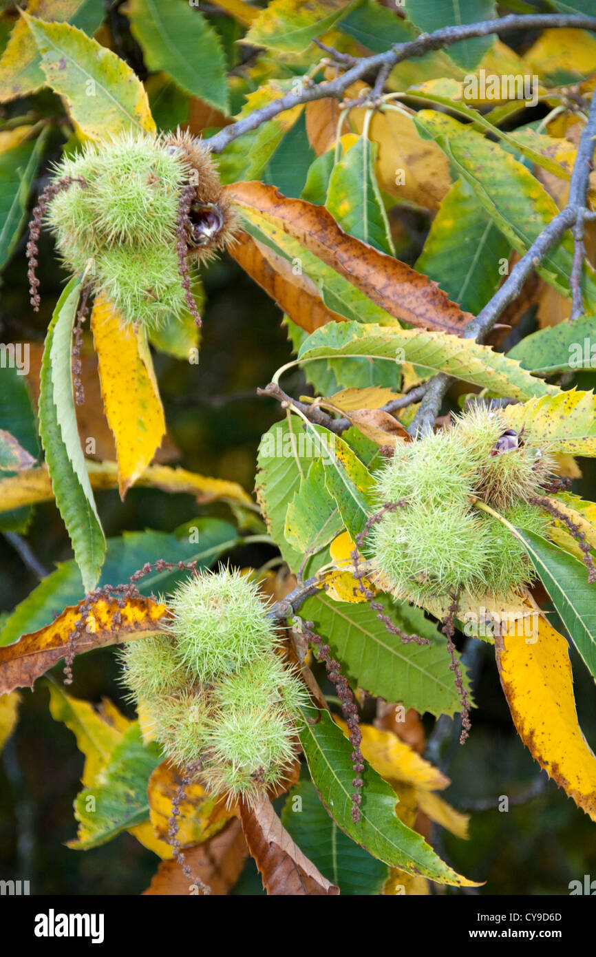 Beech Nuts High Resolution Stock Photography and Images Alamy