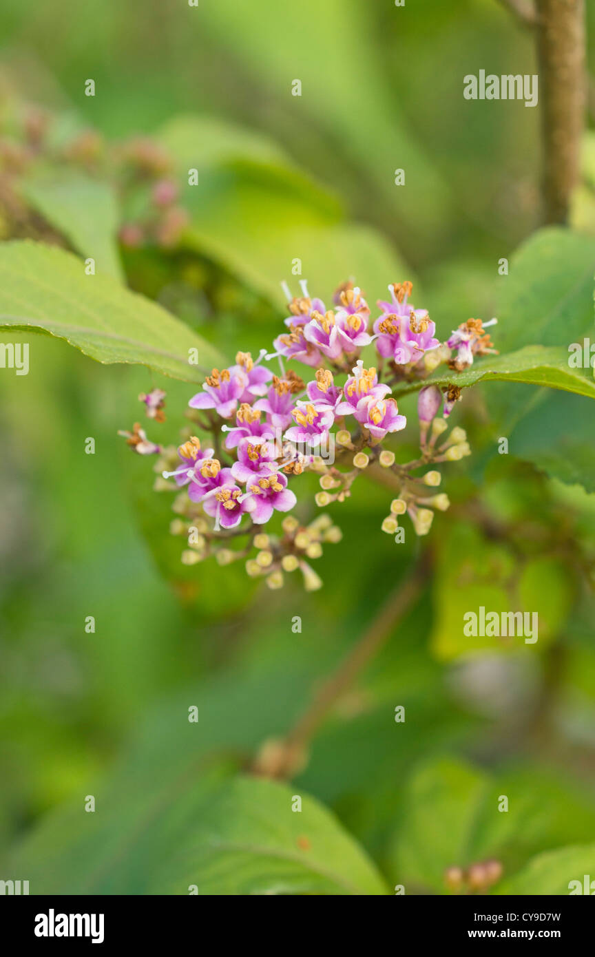 Japanese beautyberry (Callicarpa japonica Stock Photo - Alamy
