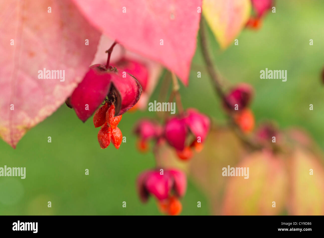 Dingle dangle tree (Euonymus planipes) Stock Photo