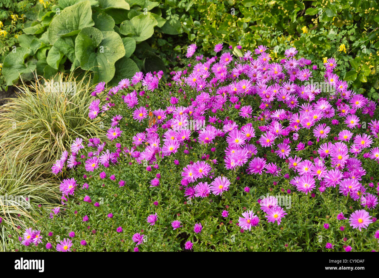 Bushy aster (Aster dumosus 'Nesthäkchen') Stock Photo