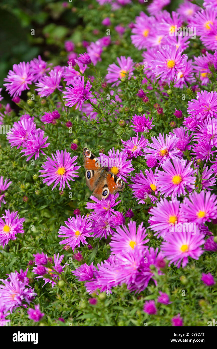 Bushy aster (Aster dumosus 'Nesthäkchen') and peacock butterfly (Inachis io) Stock Photo