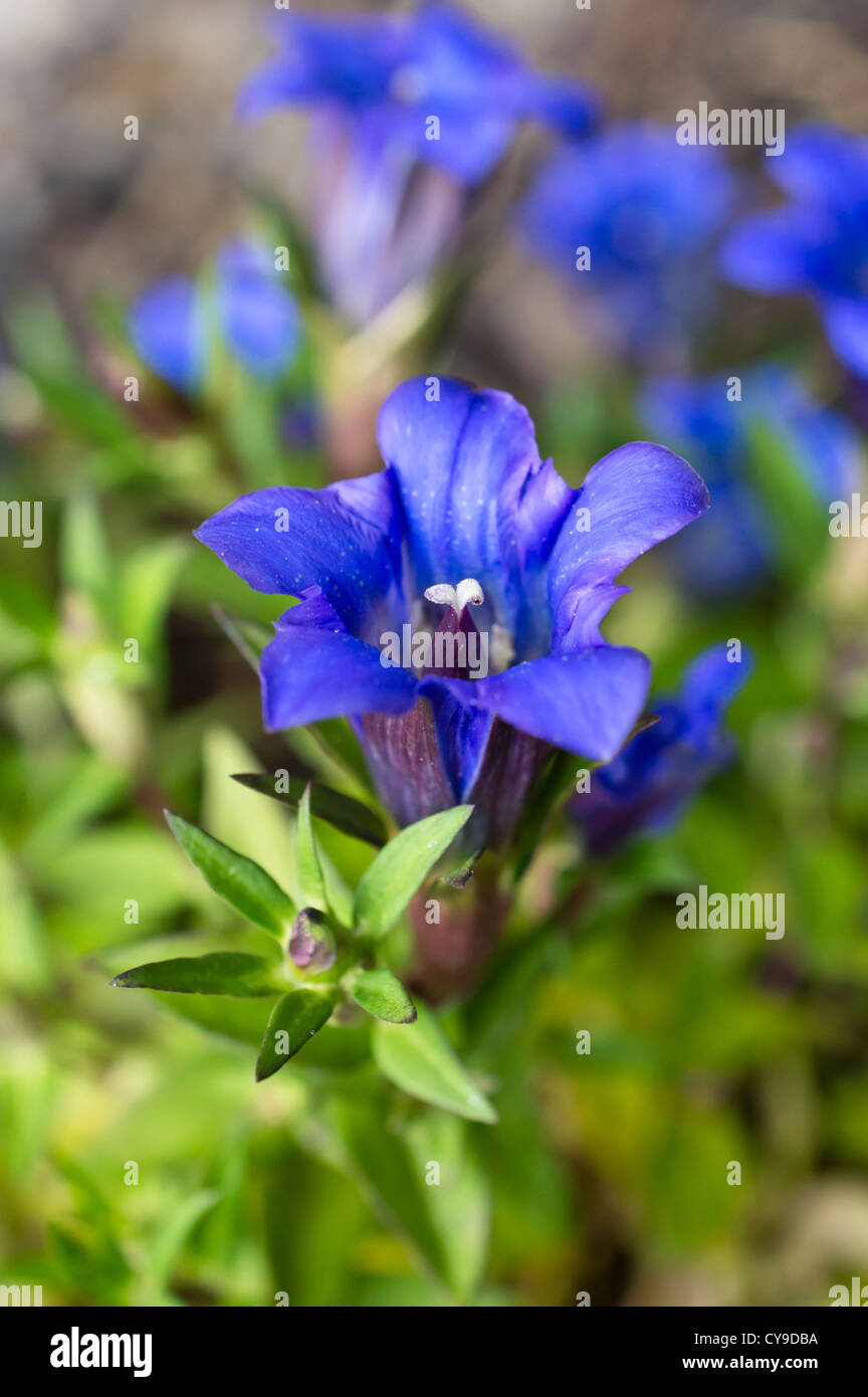Japanese gentian hi-res stock photography and images - Alamy