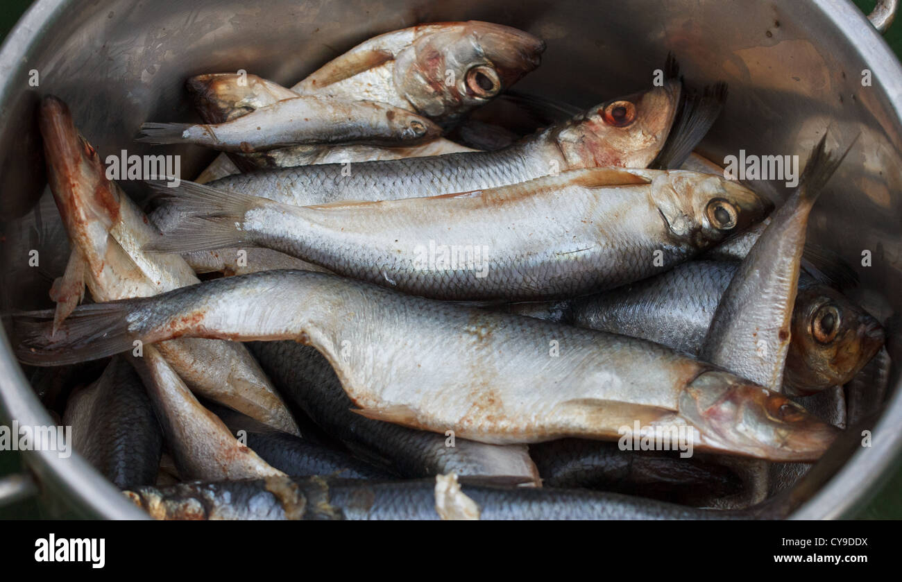 Caught herring in a steel bucket (Clupea harengus) Stock Photo