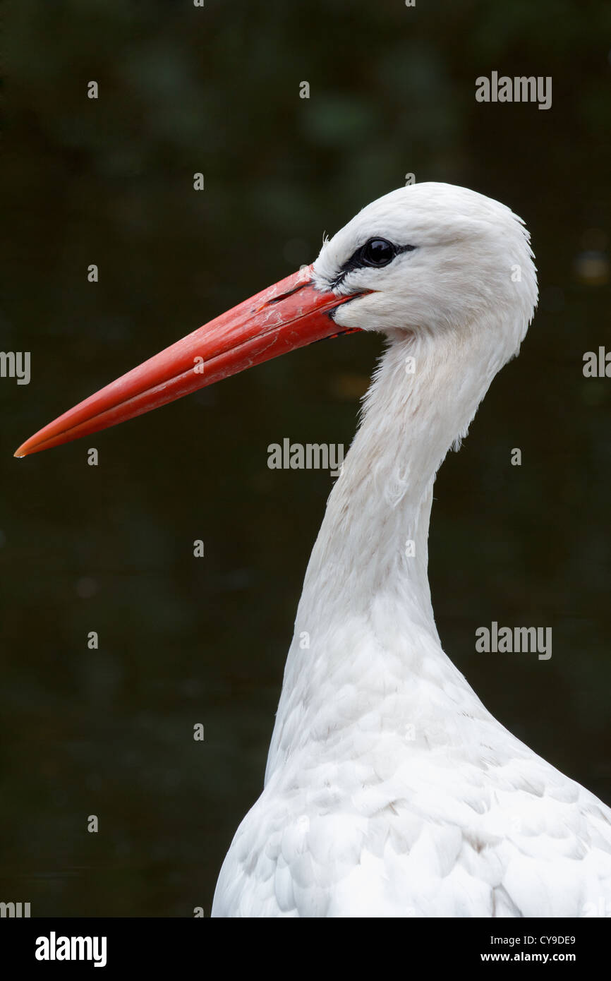 A portrait of a White Stork (Ciconia ciconia) Stock Photo