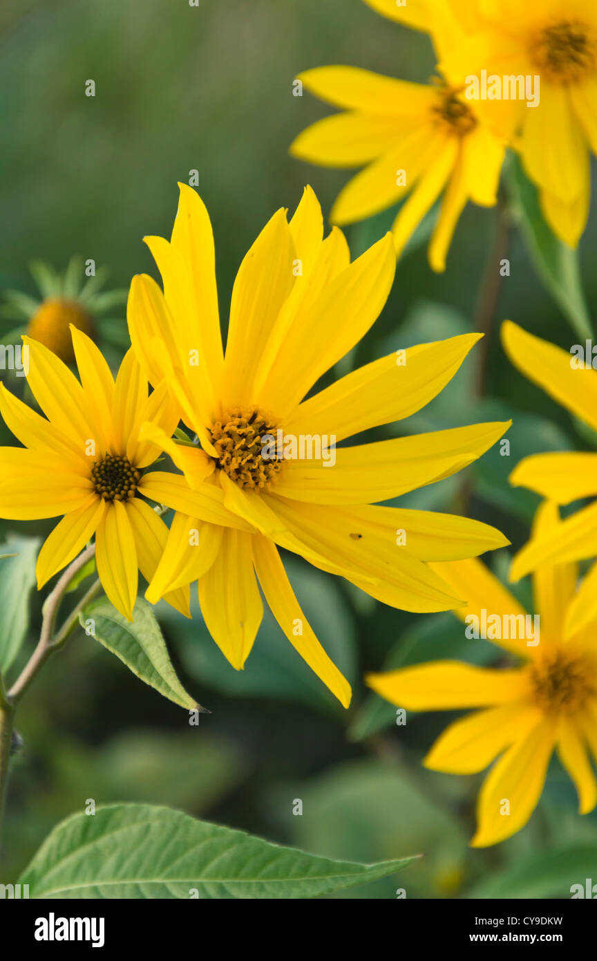 Helianthus Tuberosus Dwarf Sunray edu.svet.gob.gt