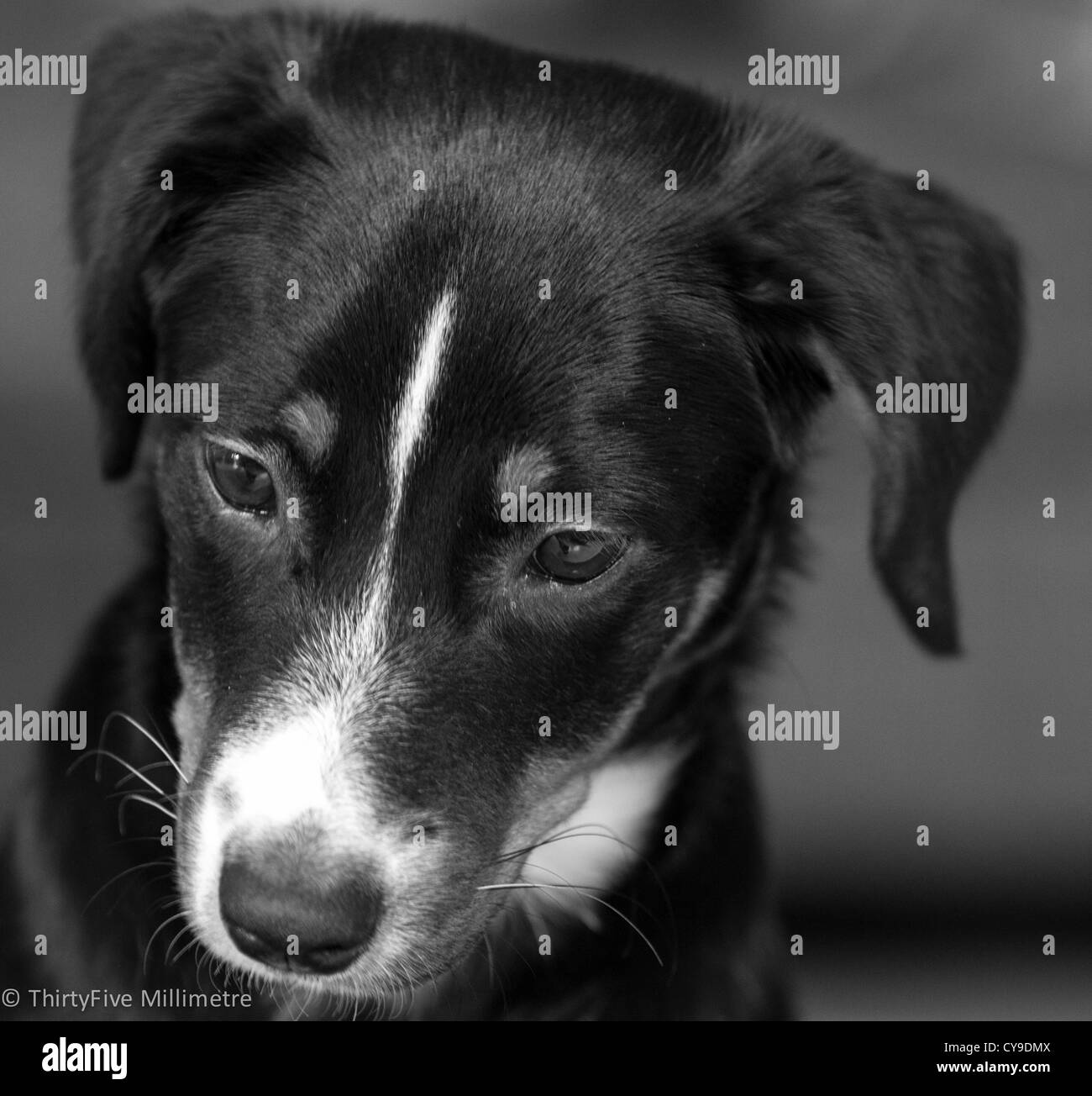 Small fluffy puppy brown Black and White Stock Photos & Images - Alamy