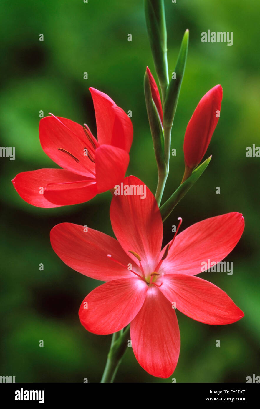 Schizostylis coccinea 'Major', Kaffir lily, Red flowers and buds on a single stem against a green background. Stock Photo