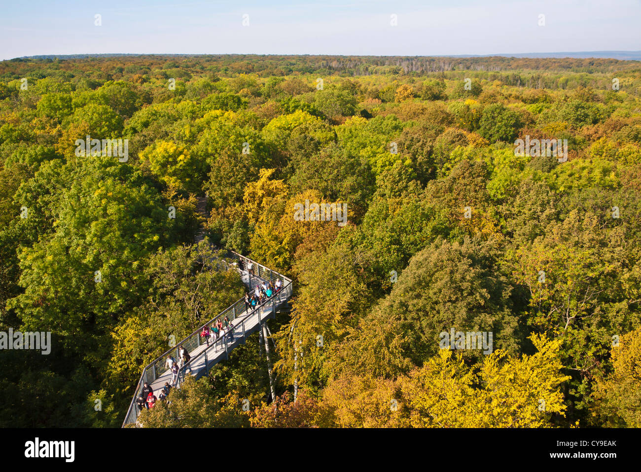 TREETOP PATH, DECIDUOUS FOREST,  HAINICH NATIONAL PARK, HAINICH, THURINGIA, GERMANY Stock Photo