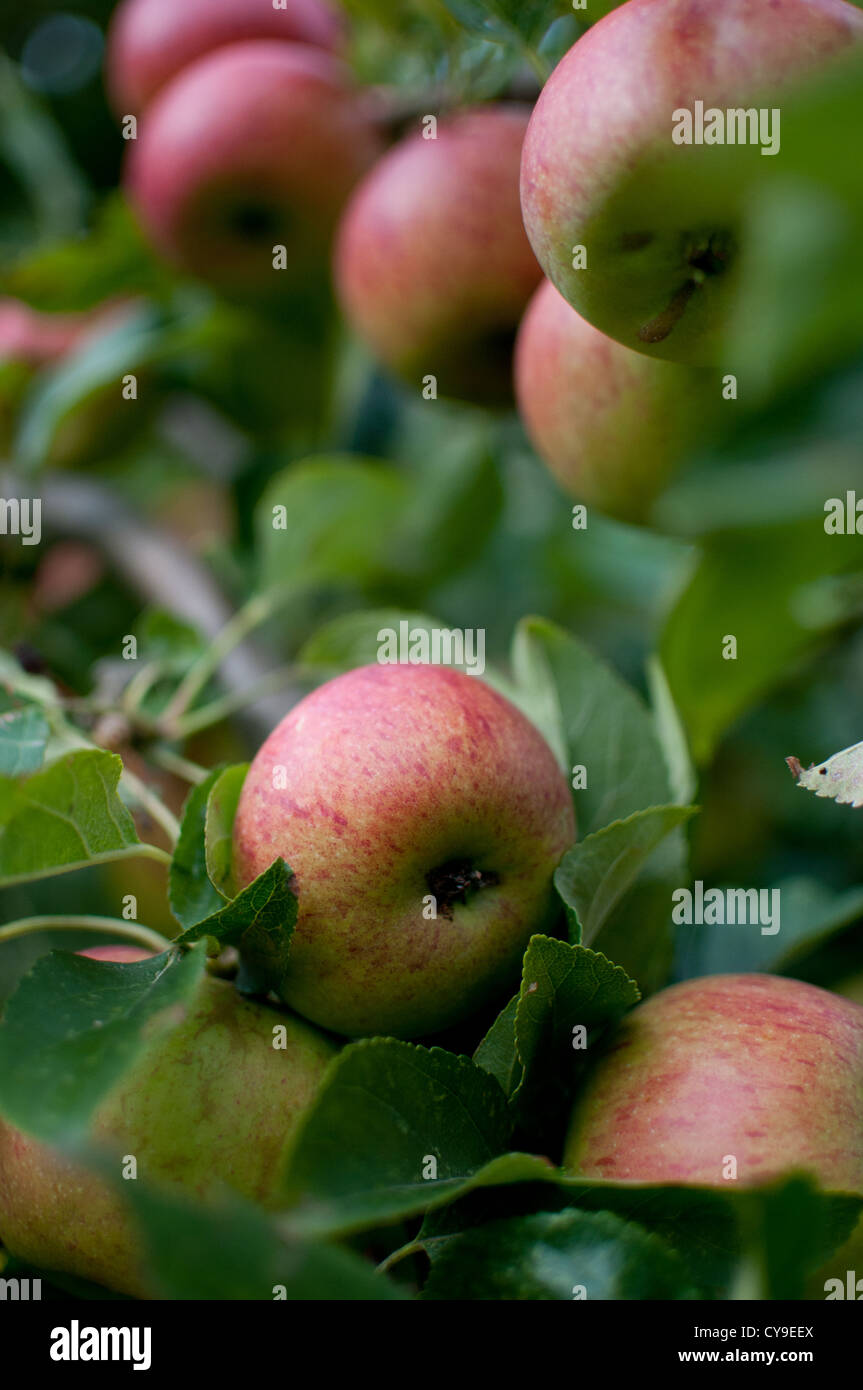 apples on tree Stock Photo - Alamy