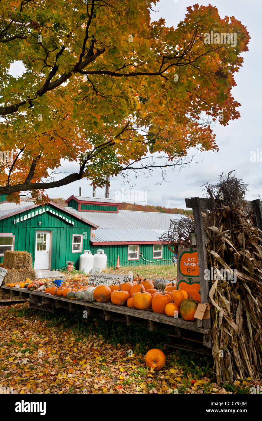 Pumpkins and gourds for sale at a farm stand near Sharon Springs, New York State Stock Photo