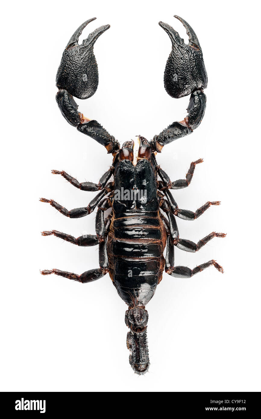 Black scorpion species Heterometrus cyaneus Stock Photo