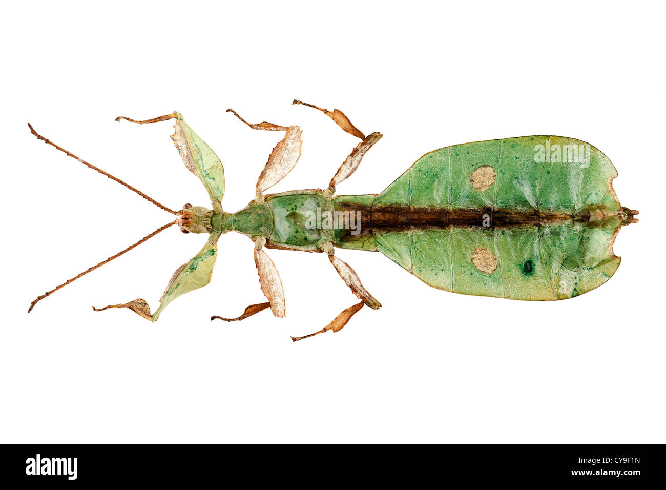 Leaf insect species Phyllium bioculatum male Stock Photo