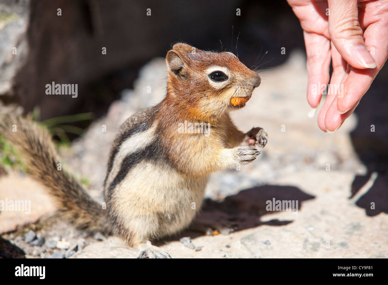 A Chipmunk in the Canadian Rockies being fed by a tourist. Stock Photo