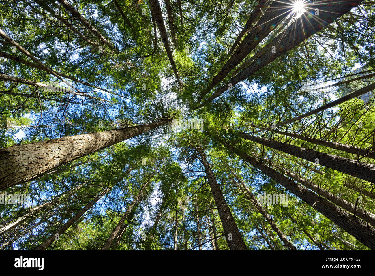 Looking up at the canopy through the tall trees with green leaves and