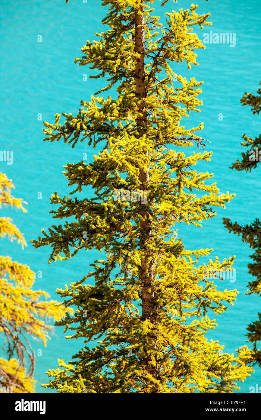 Moraine Lake in the Canadian Rockies is one of the most picturesque ...