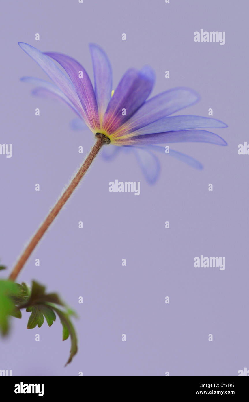 Anemone blanda. Winter windflower or Sapphire anemone. Daisy shaped flower with pale blue petals and bright yellow stamen. Stock Photo