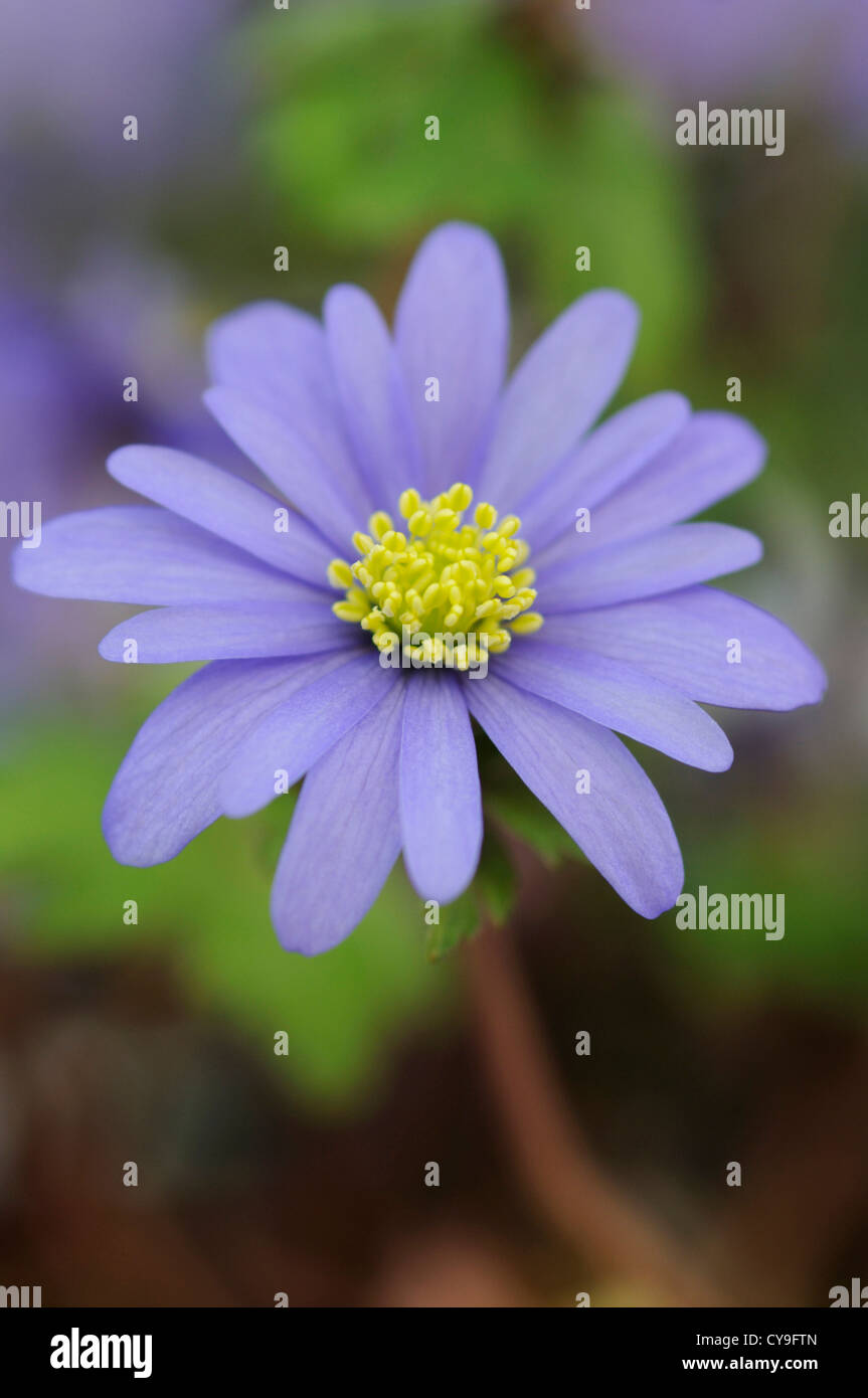 Anemone blanda. Winter windflower or Sapphire anemone. Daisy shaped flower with pale blue petals and bright yellow stamen. Stock Photo