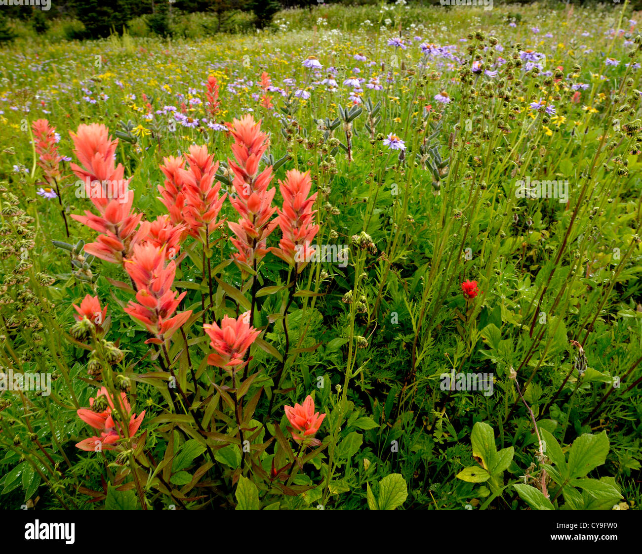 Wildflowers british columbia hires stock photography and images Alamy