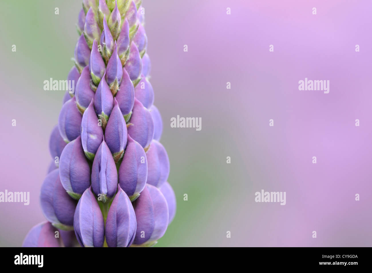 Lupinus cultivar, Lupin. Close-up of purple flowers on upright stem of the cottage garden plant. Stock Photo