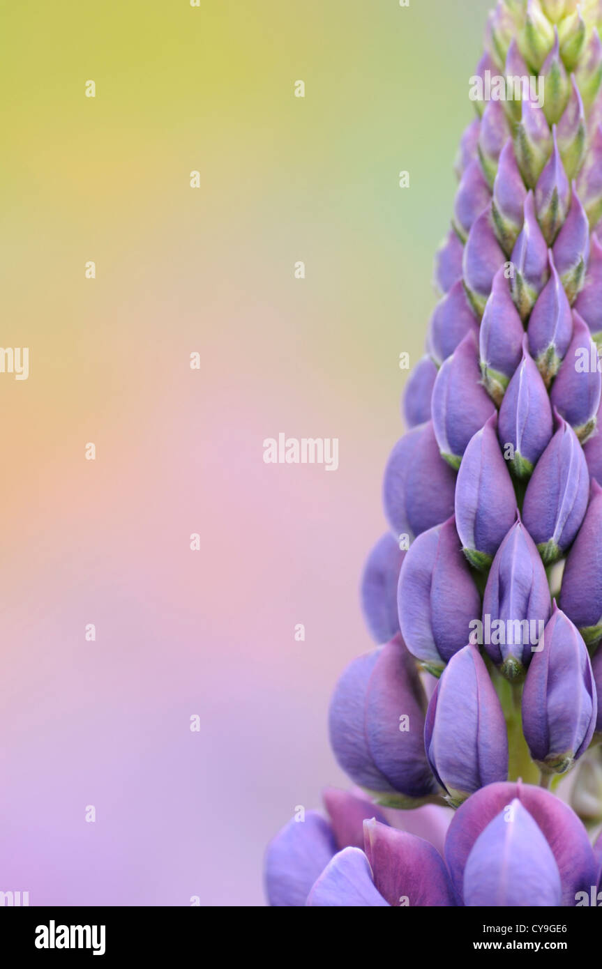 Lupinus cultivar, Lupin. Close-up of purple flowers on upright stem of the cottage garden plant. Stock Photo