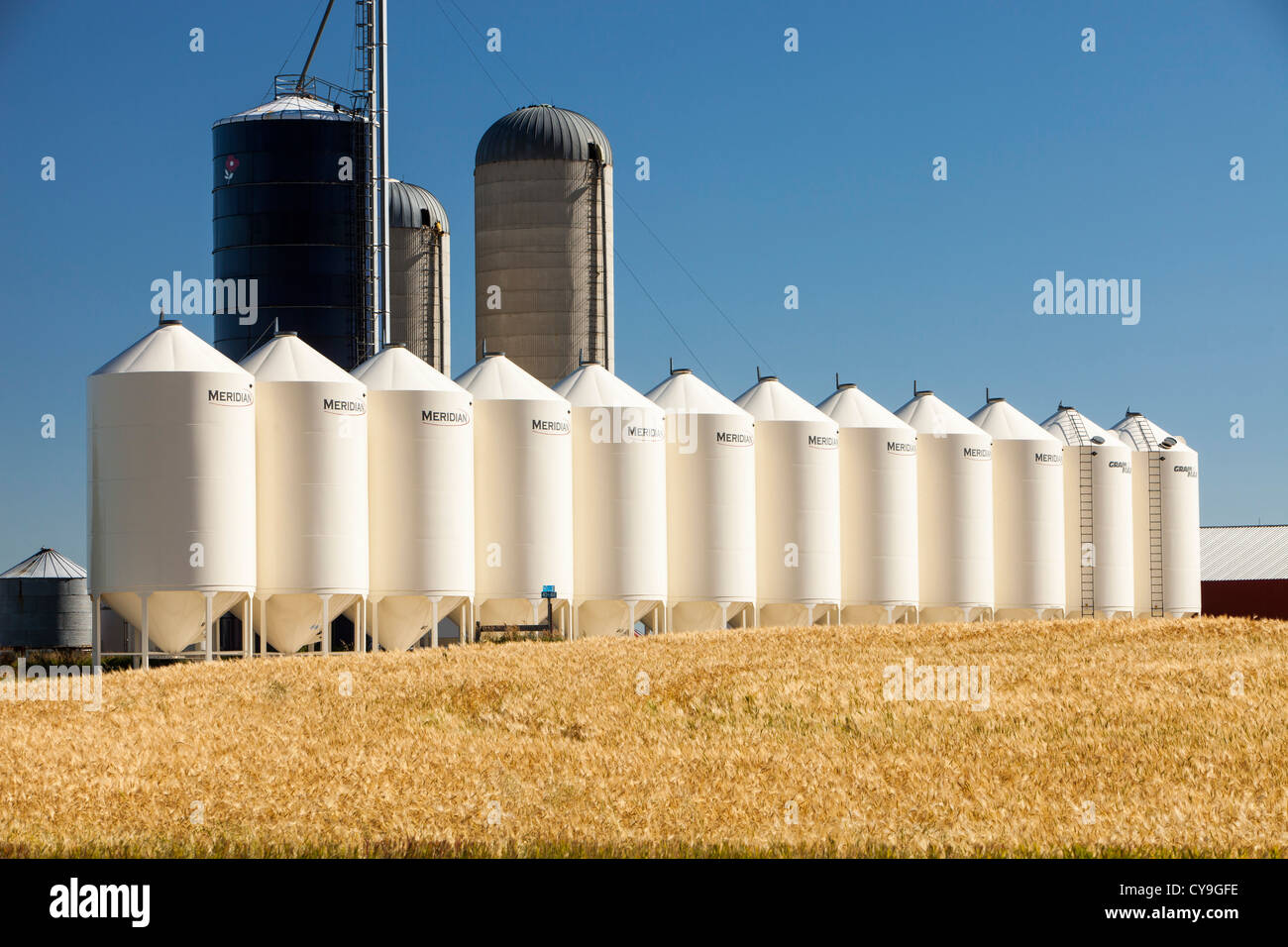A field of Wheat in Alberta, Canada, with grain silos Stock Photo Alamy
