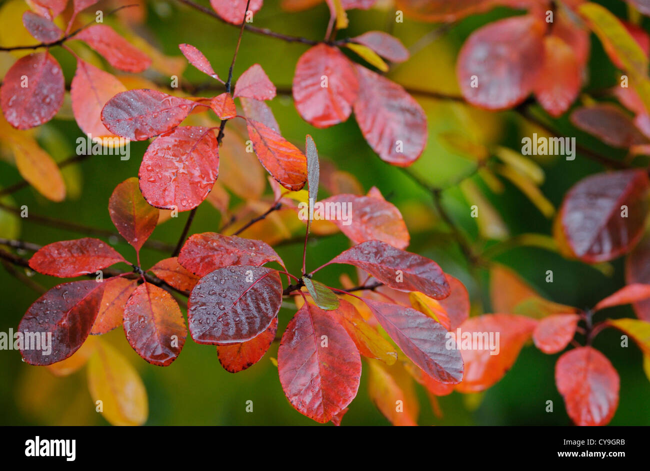 Cotinus coggygria 'Royal Purple', Smoke bush. Close-up of red leaves on branches of the tree. Stock Photo