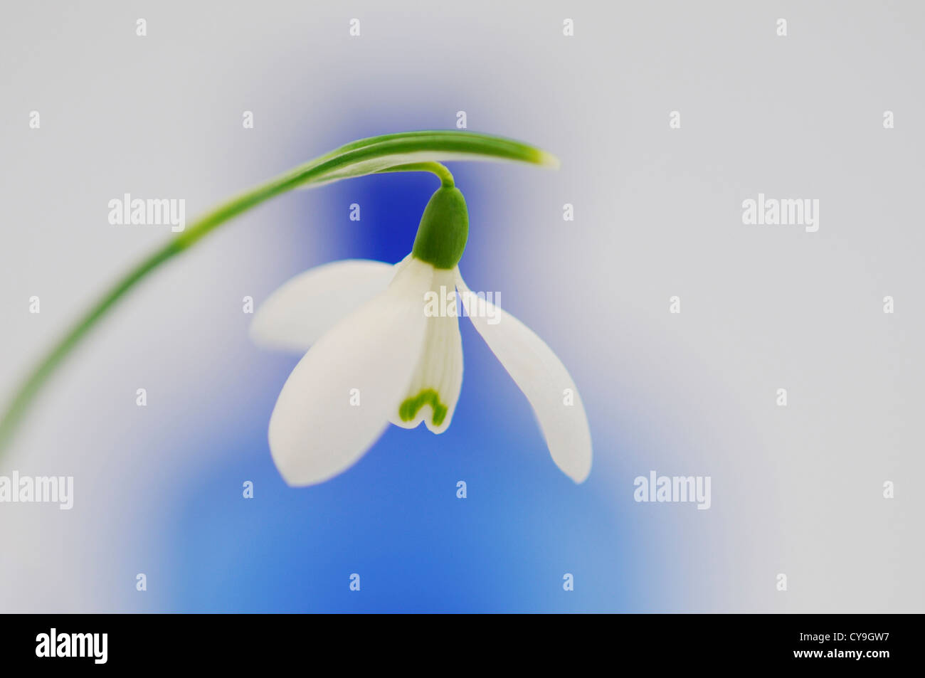Galanthus nivalis, Snowdrop. Single white flower on a stem against a ...