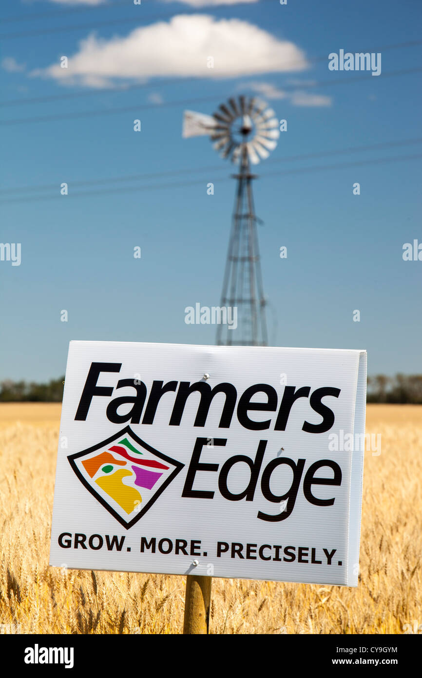 A field of Wheat in Alberta, Canada, near Lacombe, with an advert for the agri business system Stock Photo
