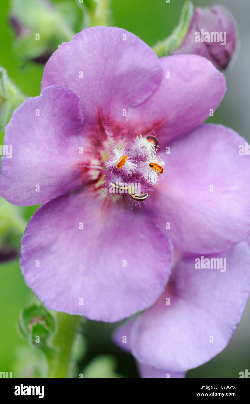 Verbascum 'Sugar Plum', Mullein. Close-up of purple flowers and stamen of this traditional cottage garden plant. Stock Photo