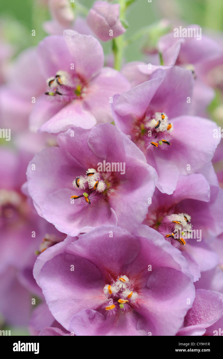 Verbascum 'Sugar Plum', Mullein. Close-up of purple flowers and stamen of this traditional cottage garden plant. Stock Photo