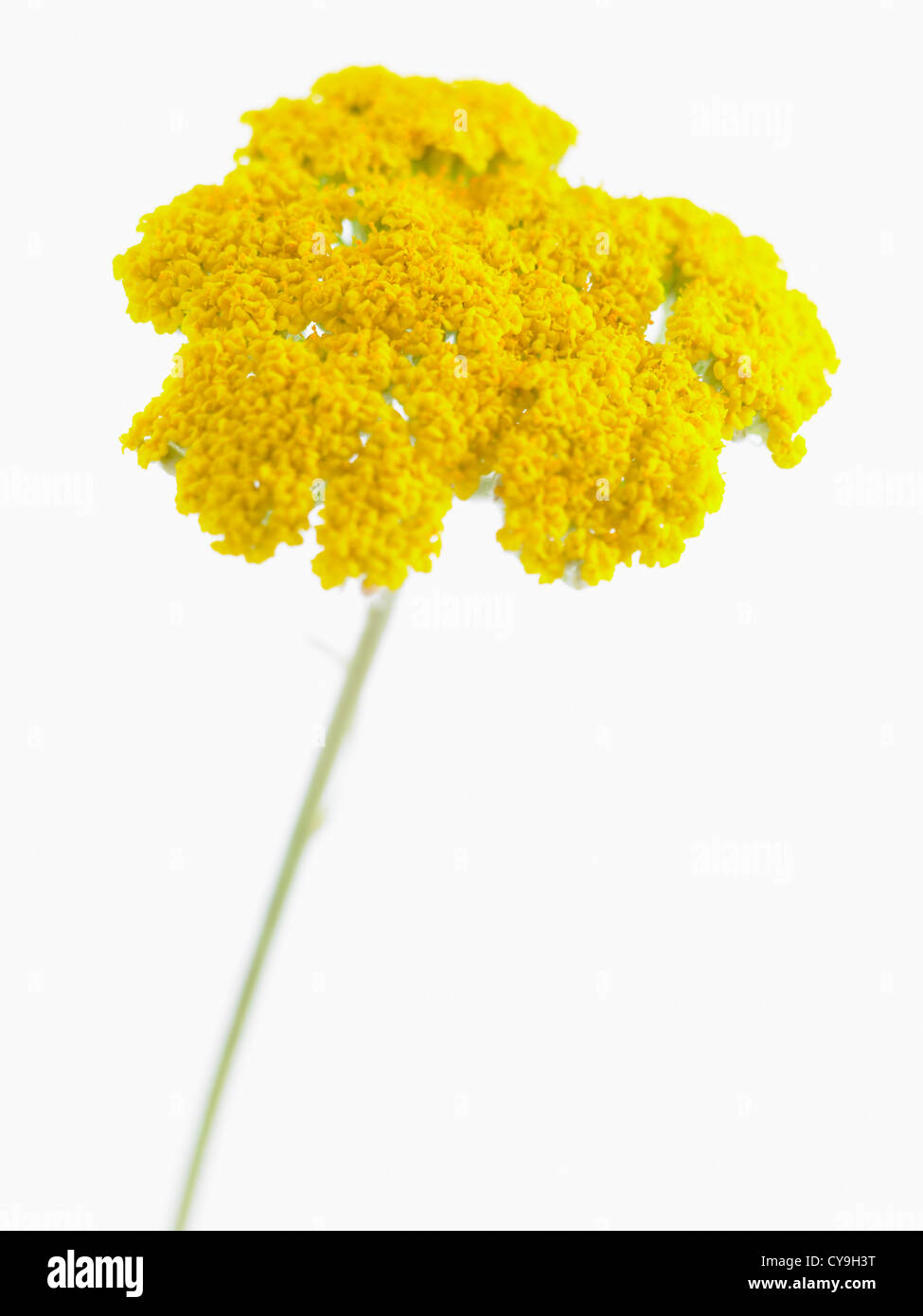 Achillea filipendulina 'Gold Plate', Yarrow. Yellow umbellifer shaped flower head on a single stem against a white background. Stock Photo