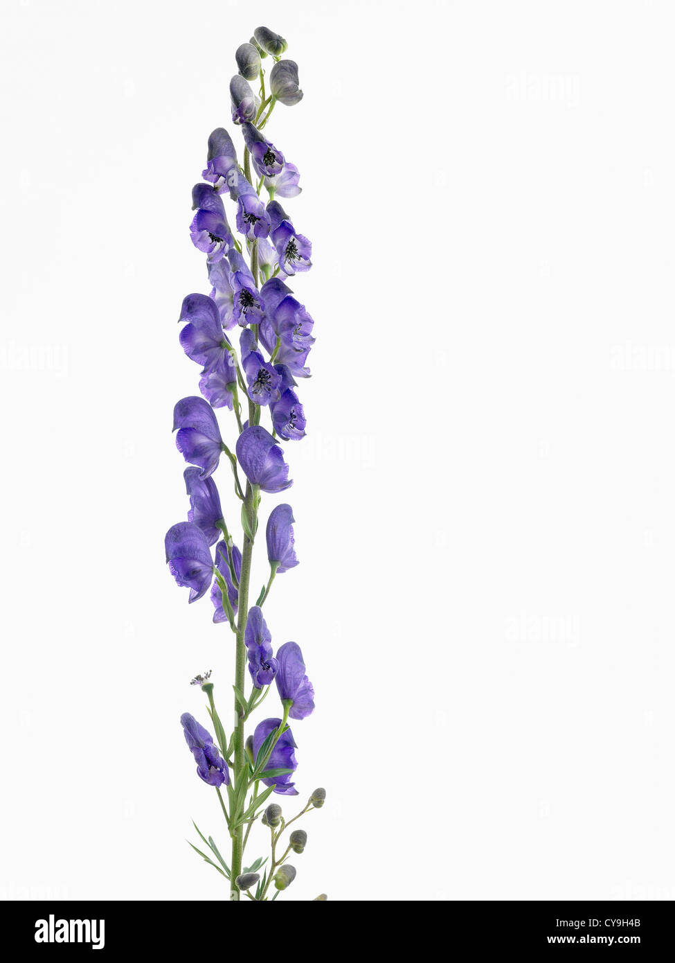 Aconitum napellus, Monk's hood or Monkshood. Abundant blue flowers on a single vertical stem against a white background. Stock Photo